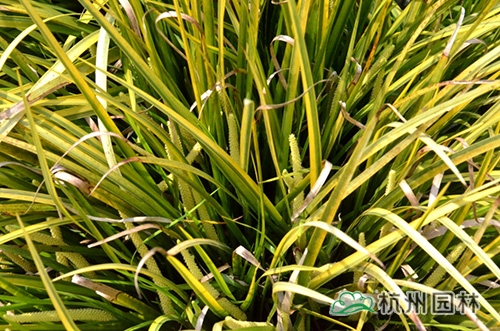 电竞比赛押注app