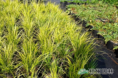 电竞比赛押注app