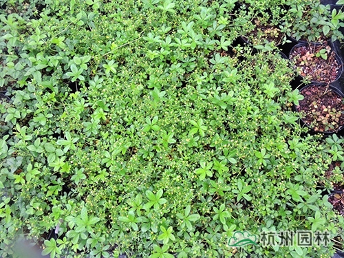 电竞比赛押注app