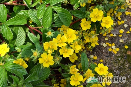 电竞比赛押注app