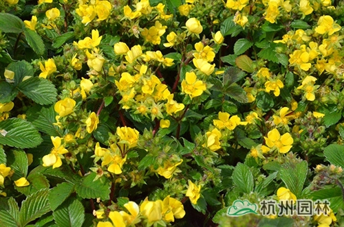 电竞比赛押注app