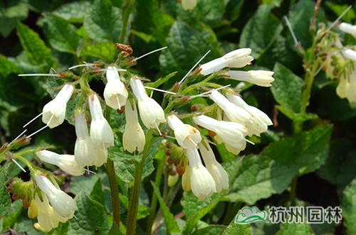 电竞比赛押注app