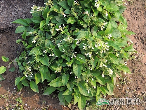 电竞比赛押注app