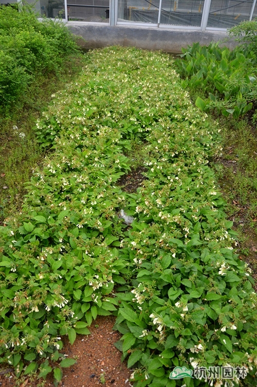 电竞比赛押注app