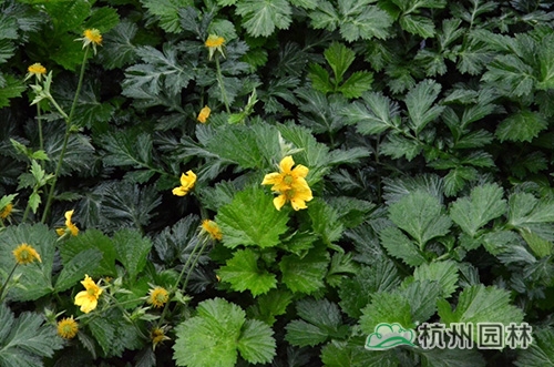 电竞比赛押注app