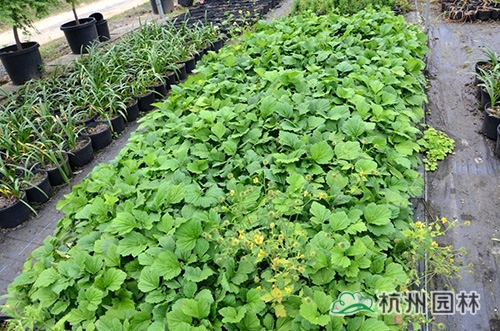 电竞比赛押注app