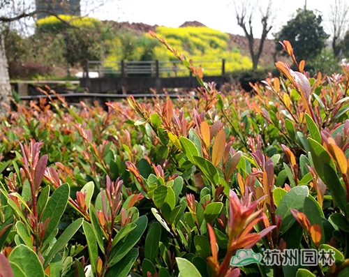 电竞比赛押注app