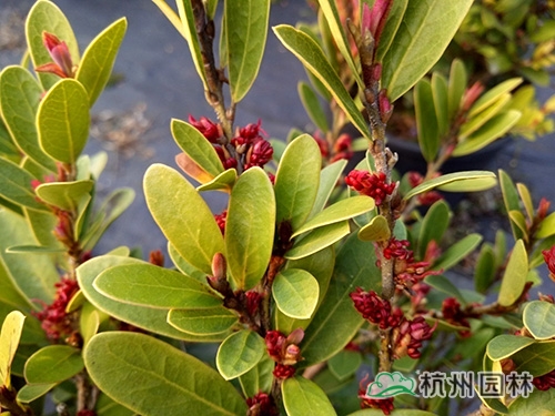 电竞比赛押注app