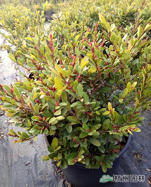 电竞比赛押注app