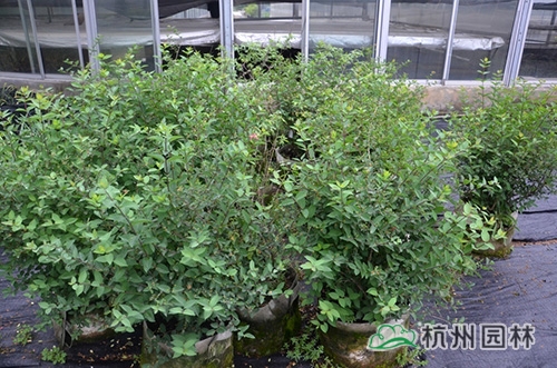 电竞比赛押注app