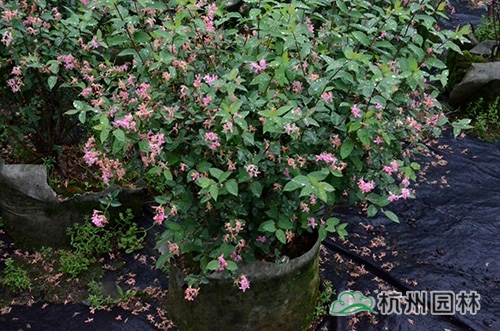 电竞比赛押注app