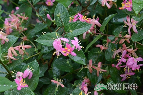 电竞比赛押注app