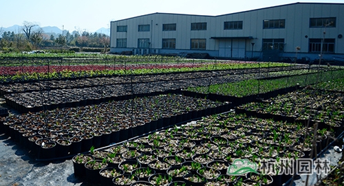 电竞比赛押注app