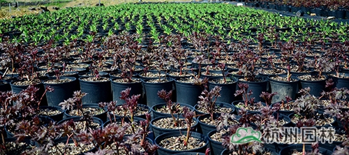 电竞比赛押注app