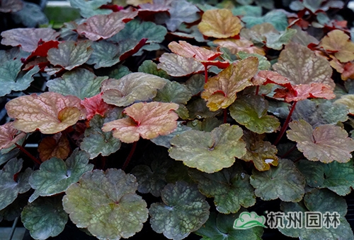 电竞比赛押注app