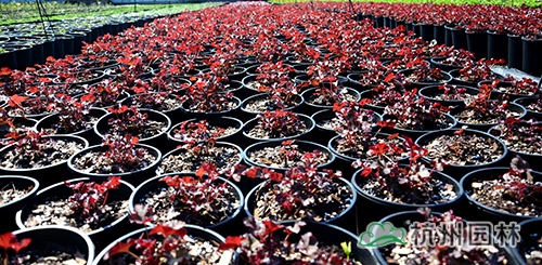 电竞比赛押注app