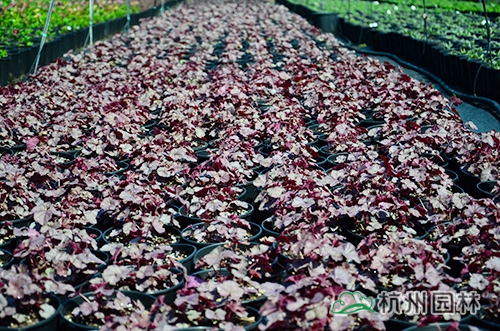 电竞比赛押注app