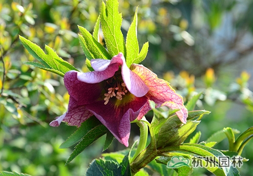 电竞比赛押注app