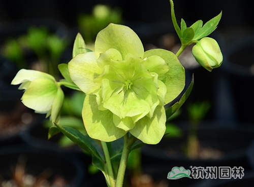 电竞比赛押注app