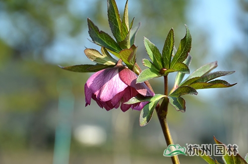 电竞比赛押注app