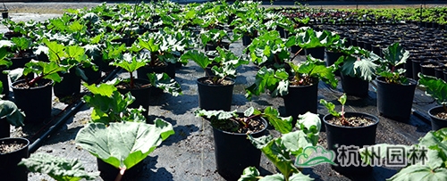 电竞比赛押注app