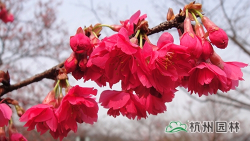 电竞比赛押注app