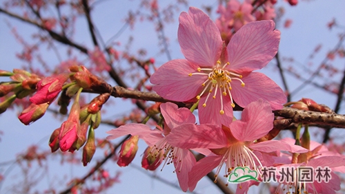 电竞比赛押注app