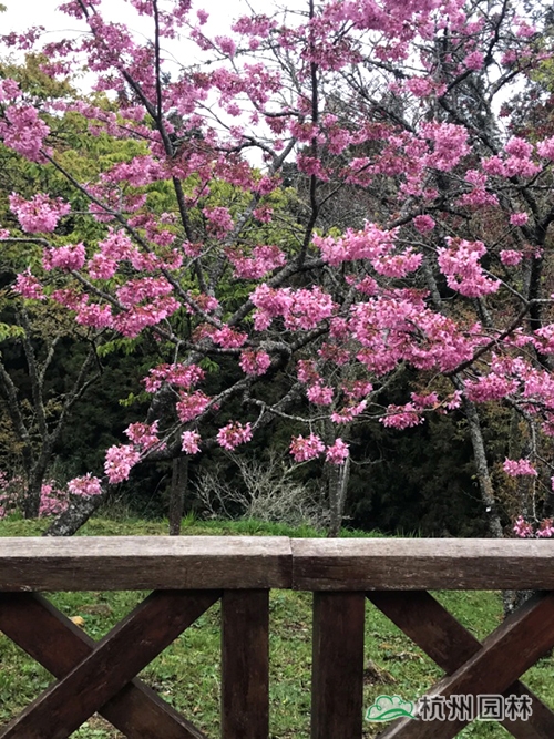 电竞比赛押注app