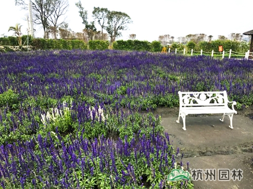 电竞比赛押注app