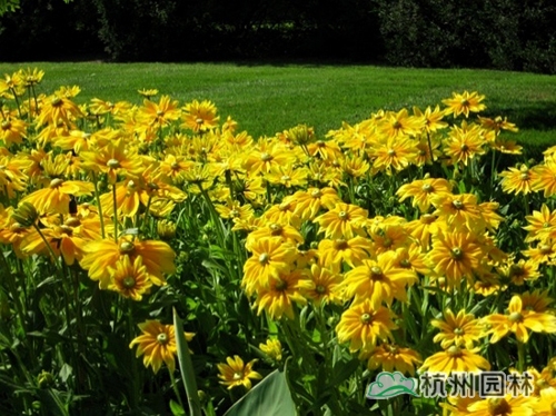 电竞比赛押注app