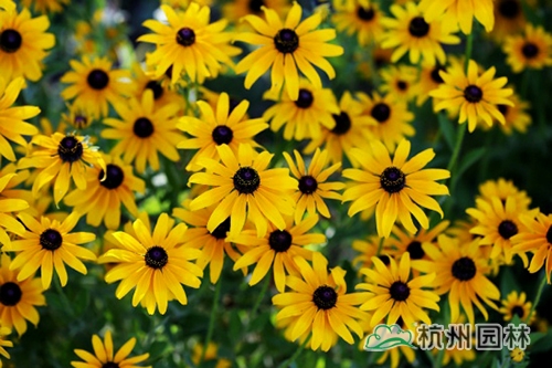 电竞比赛押注app