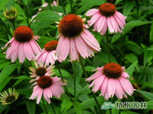 电竞比赛押注app