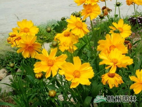 电竞比赛押注app