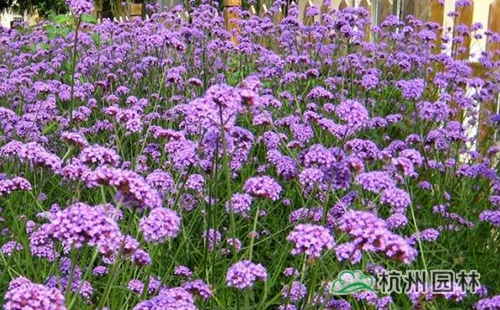 电竞比赛押注app