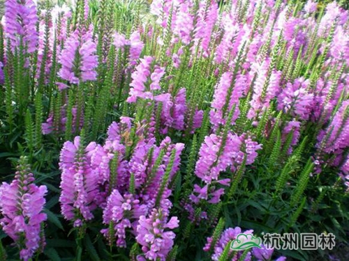 电竞比赛押注app