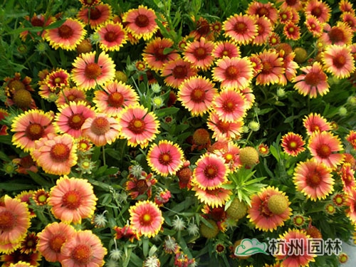 电竞比赛押注app