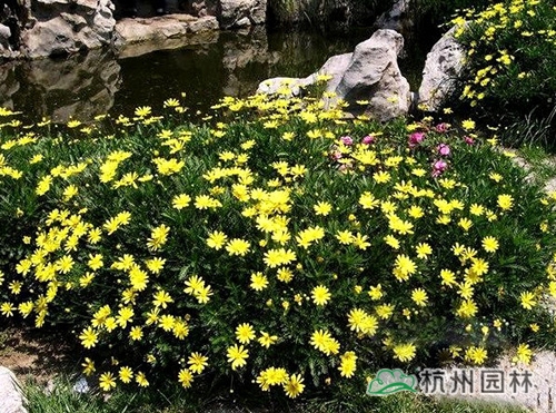 电竞比赛押注app