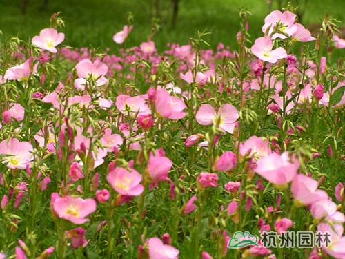 电竞比赛押注app