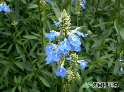 电竞比赛押注app