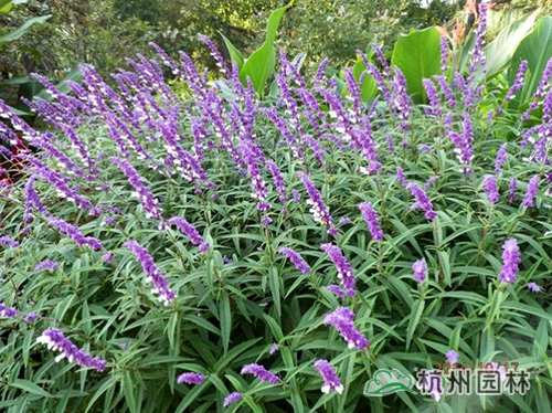 电竞比赛押注app