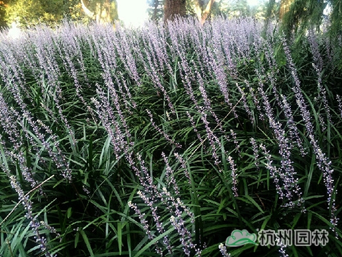 电竞比赛押注app