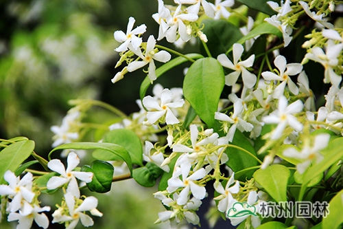 电竞比赛押注app