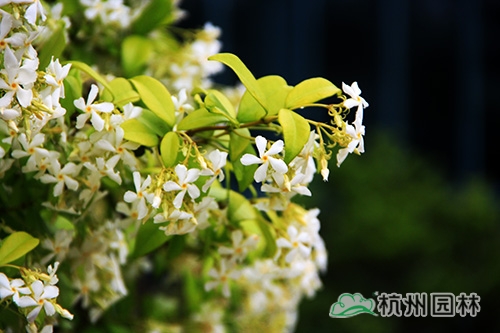 电竞比赛押注app