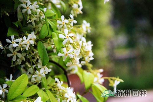 电竞比赛押注app