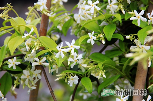 电竞比赛押注app