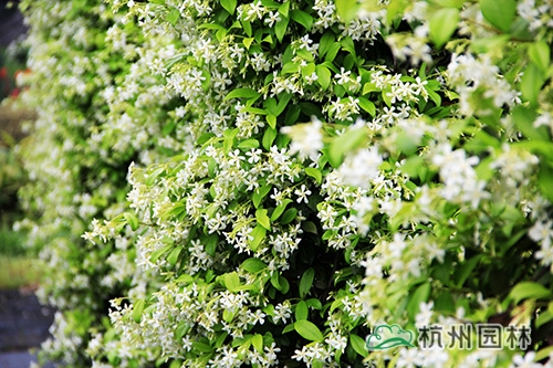 电竞比赛押注app