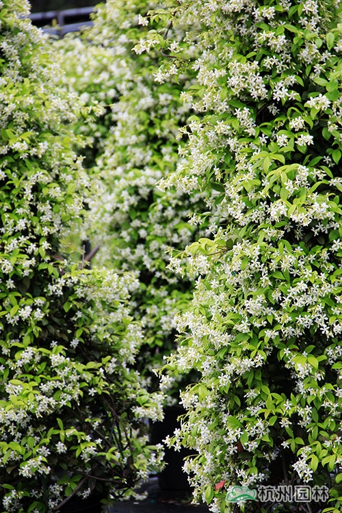 电竞比赛押注app