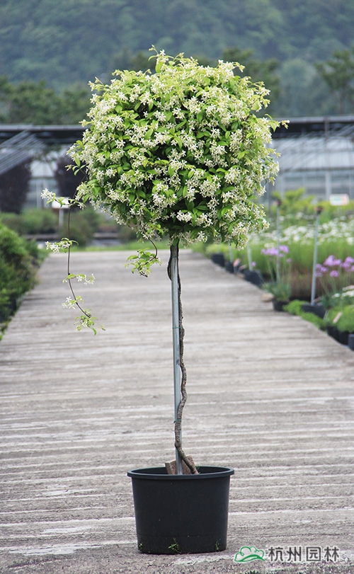 电竞比赛押注app