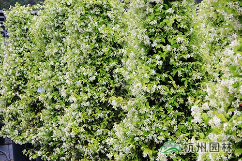 电竞比赛押注app