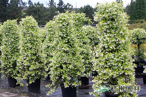 电竞比赛押注app